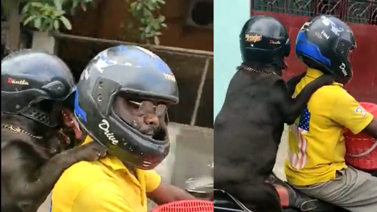 Dog Helmet: మన కంటే అదే నయం…