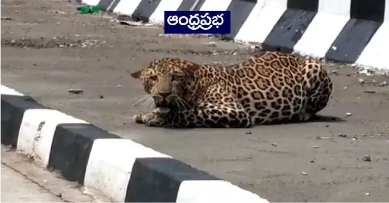 Leopard : జాతీయ ర‌హ‌దారిపై చిరుత‌.. బెంబేలెత్తిన వాహ‌న‌దారులు