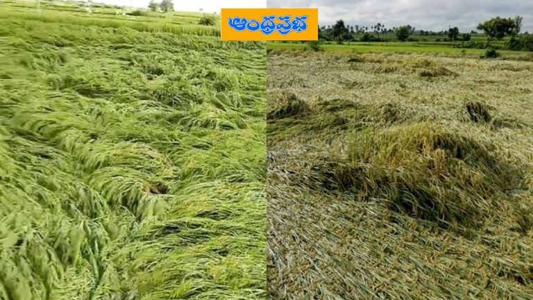 Rains : వ‌రి పంట‌పై.. వ‌ర్షం దెబ్బ‌!.. తీవ్రంగా న‌ష్ట‌పోయిన రైతులు