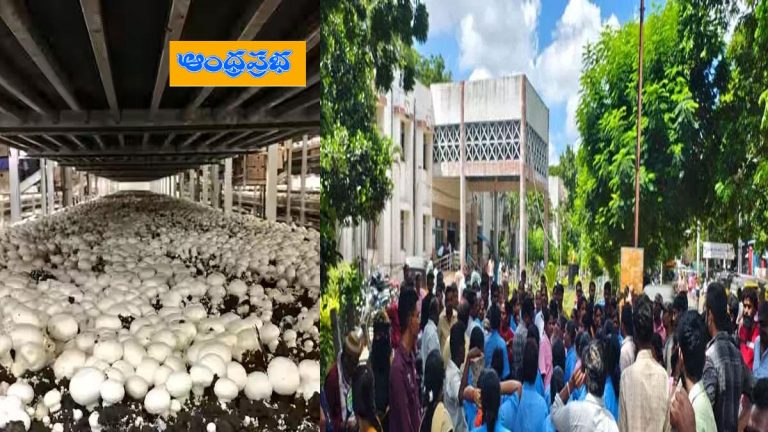 Kurnool –  పుట్టగొడుగుల ఫ్యాక్టరీలో విష‌వాయువులు … న‌లుగురు కార్మికుల‌కు అస్వ‌స్థ‌త