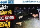 వైరల్ వీడియో.. ఏడు సింహాలకు ఎదురు నిలిచిన ఆవు