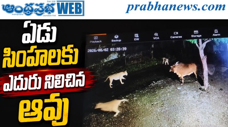 వైరల్ వీడియో.. ఏడు సింహాలకు ఎదురు నిలిచిన ఆవు