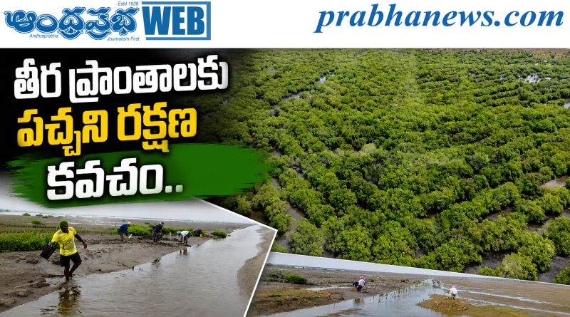 తీర ప్రాంతాలకు పచ్చని రక్షణ కవచం..
