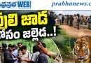 పులి కోసం రంగంలోకి నిపుణుల ప్రత్యేక బృందాలు