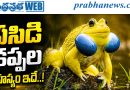 పసిడి కప్పల రహస్యం ఇదే..!