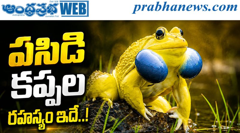 పసిడి కప్పల రహస్యం ఇదే..!