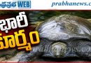 వలకు చిక్కిన భారీ తాబేలు.. బరువు 20 కిలోలు!