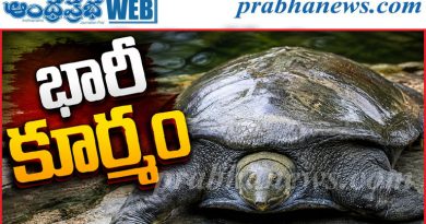 వలకు చిక్కిన భారీ తాబేలు.. బరువు 20 కిలోలు!