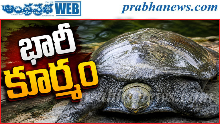 వలకు చిక్కిన భారీ తాబేలు.. బరువు 20 కిలోలు!