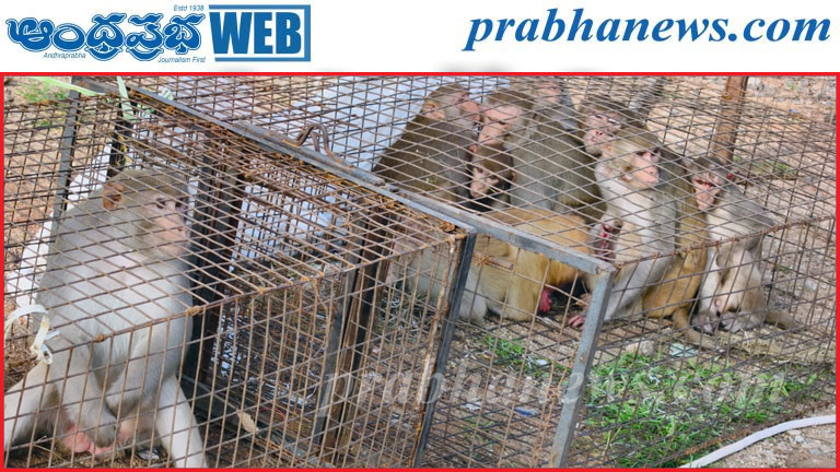ఉట్నూర్‌లో కోతుల బెడదకు చెక్