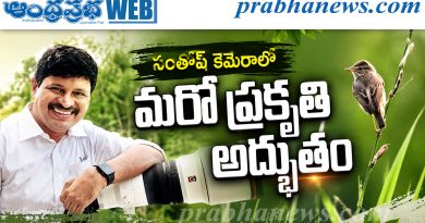 పచ్చని ప్రకృతి మధ్య చిన్నారి పక్షి అందాలు..