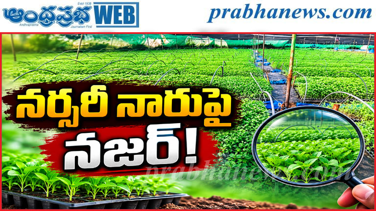 పుట్టగొడుగుల్లా పుట్టుకొస్తున్న నర్సరీలు..!