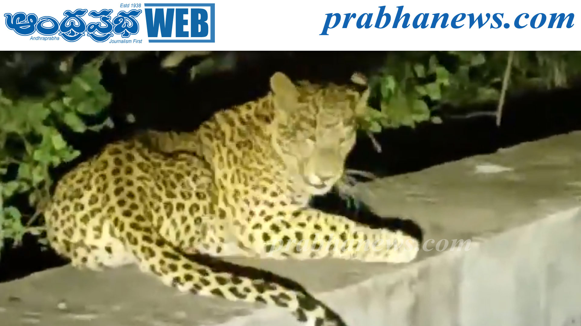 చిట్వేలి–రాపూరు ఘాట్‌ రోడ్డులో చిరుతల హల్‌చల్‌