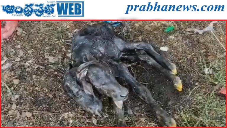 రెండు తలల దూడ జననం