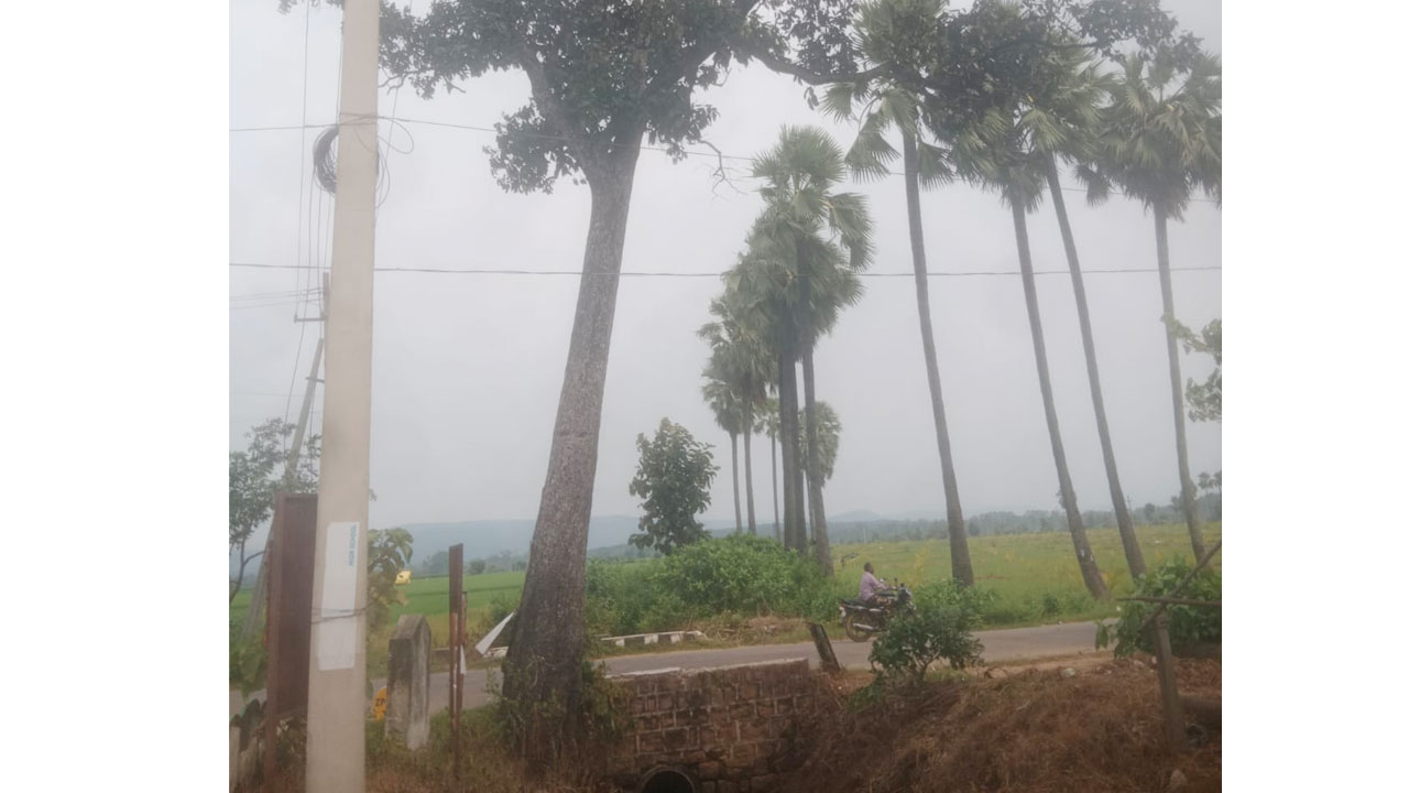 రహదారి అంచున ప్రమాదకరంగా తునికి చెట్టు
